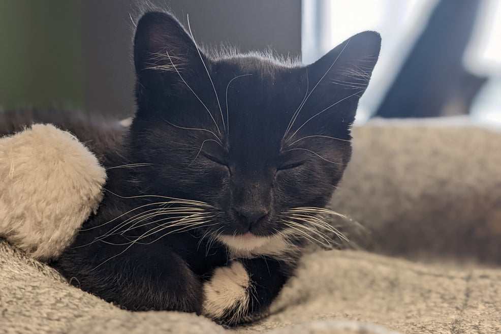 Please Welcome Our New Director of Feline Relations