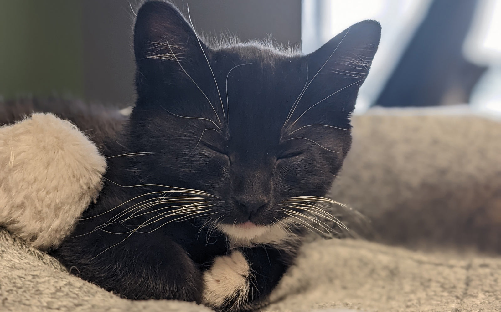 Please Welcome Our New Director of Feline Relations